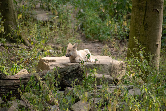 Cute wolfling resting on the tree trunk in the zoo of Osnabruck