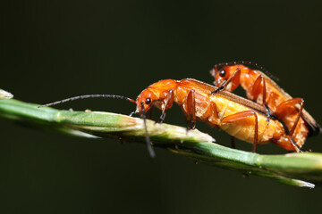 Mating process of common red soldier beetles on a stem of a plant