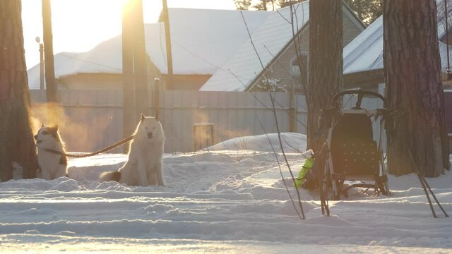 Husky barks before the race, steam coming out of her mouth from the cold. Sledges for dogs stand nearby. Back lighting. Siberia.