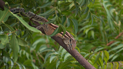 squirrel crawling on a tree branch 
