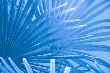 large blue palm leaves