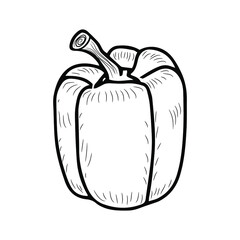 Sketch of bell pepper. Healthy vegetables. Doodle style. Vector isolated element for design.