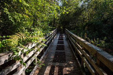 small wooden bridge inside park with dense green foliage covering on both sides on a sunny day