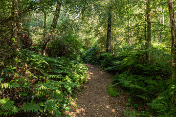 wood chips paved trail inside park surrounded by tall dense foliage with shadow casting on the ground on a sunny day