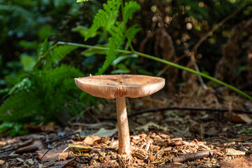 one big brown mushroom with flat cap grown out of wood chips filled ground in the park under the sun