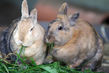 zwei hauskaninchen sitzen zusammen und fressen gemeinsam frisches gras