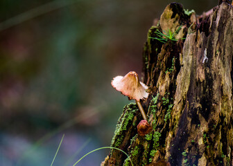 Pilz im Dunst