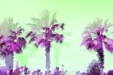 Fototapeta na wymiar Beautiful photos of retro tropical palm trees