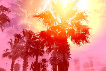 Beautiful photos of retro tropical palm trees