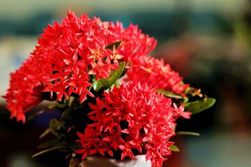 red Rauvolfia serpentine flower