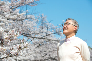 桜とシニア男性