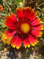 orange dahlia flower