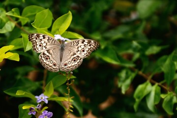 butterfly on a flower