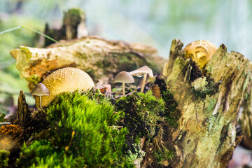 Pilz im Dunst