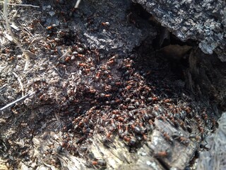 forest insects ants in the wood live from the wood
