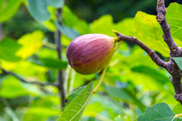 庭にあるイチジクの木に、収穫間近な果実が熟している
