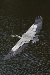 gray heron in flight