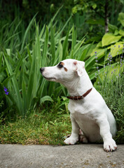 White Jack Russel terrier dog