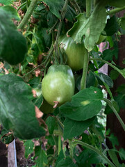 green tomatoes on a branch