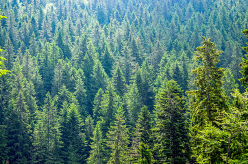 Lighted tops of fir trees on a dense wooded slope