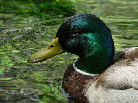 Portrait of mallard duck in its natural environment on the water of the Sorgue river at Fontaine de Vaucluse in Provence