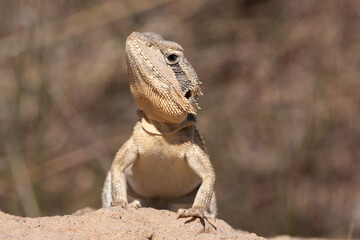 Dwarf Bearded Dragon basking on rock
