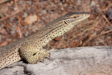 Gould's Monitor basking on log