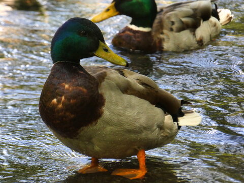 Mallard ducks in their natural environment on the pure water of the Sorgue river at Fontaine de Vaucluse in Provence