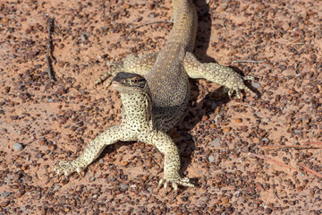 Gould's Monitor with held head high