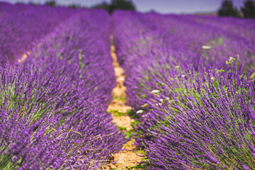 Fototapeta premium Blooming Bright Purple Lavender Flowers In Provence, France. Summer Season