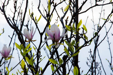 pink magnolia flowers