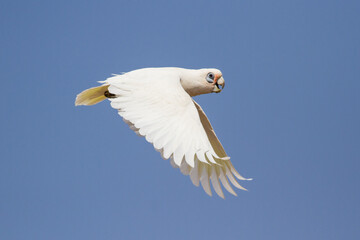 Little Corella in flight with blue sky background