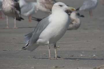 Yellow-legged seagull (Larus michahellis) on sand