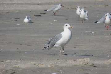 Yellow-legged seagull (Larus michahellis) on sand