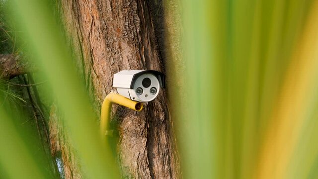 Modern camera CCTV on tree in tropic region. Ownership concept, security system