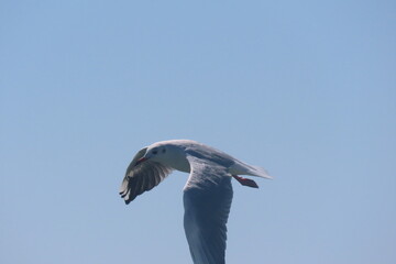 Black-headed seagull in flight