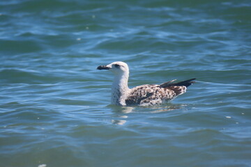 Yellow-legged seagull juvenile swimming on the sea