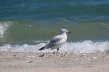 Black-headed seagull standing on seashore