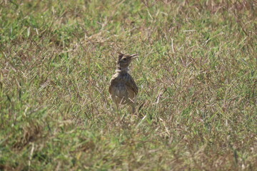 European calandra lark on a field