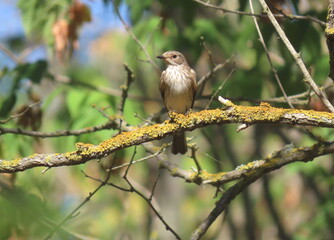 Spotted flycatcher (Muscicapa striata) sitting on a colorfull branch