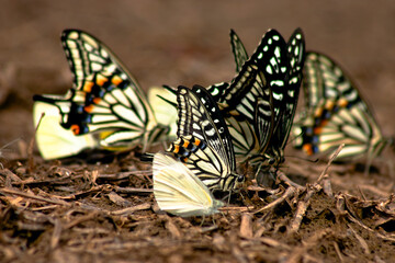 Butterflies are feeding on the ground