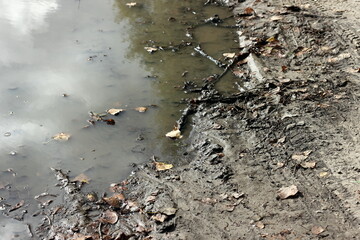 ants on the ground