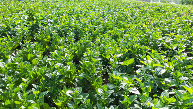 Basella alba is vegetable . It is very Healthy food.