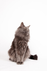 cat on white background