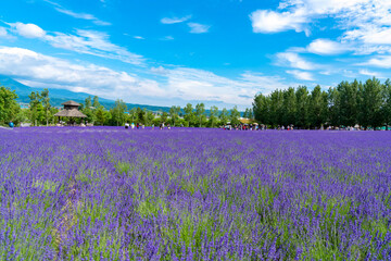 富良野ラベンダー畑