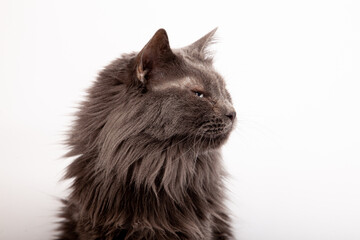 cat profile