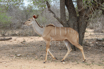 Antilope in Freiheit wilder natur nah 