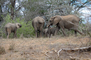 Obraz na płótnie Canvas Elefanten Familie mit Babys in Afrika 