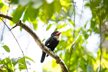 Dusky Broadbill