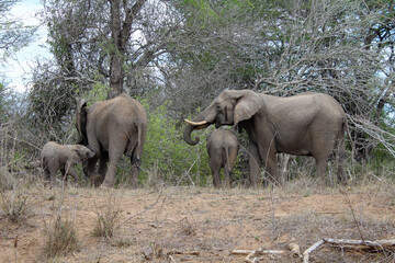 Elefanten Familie mit Babys in Afrika 